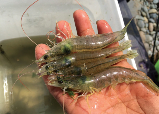 giong tom khang benh